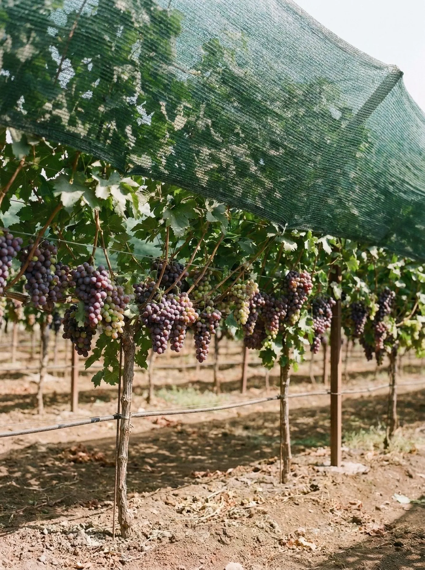 Table grapes ripening under a shade net canopy