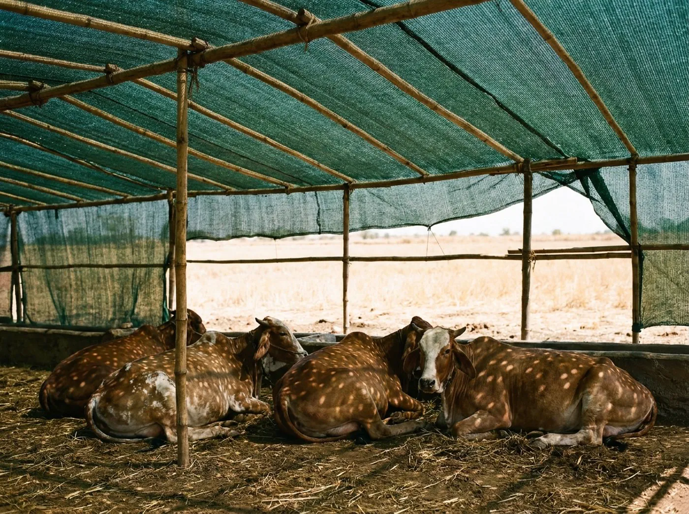 Cattle resting in the shade under a net canopy